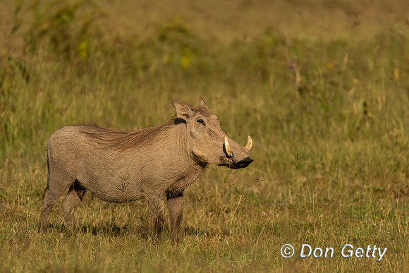 Warthog