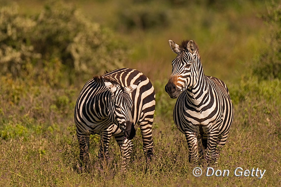 Plains Zebra