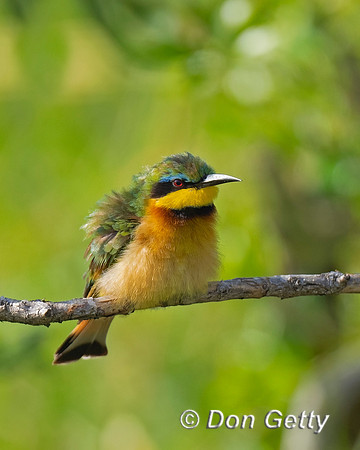 Little Bee-eater