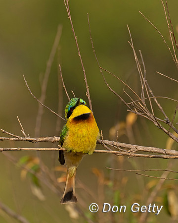 Little Bee-eater