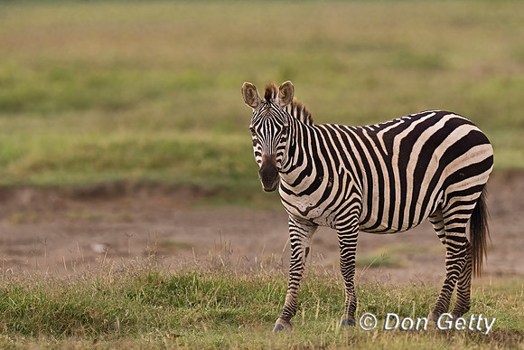Plains Zebra