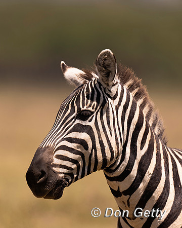 Plains Zebra