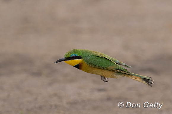 Little Bee-eater