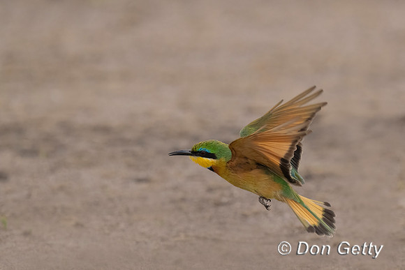 Little Bee-eater