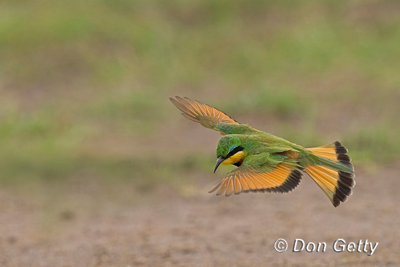 Little Bee-eater