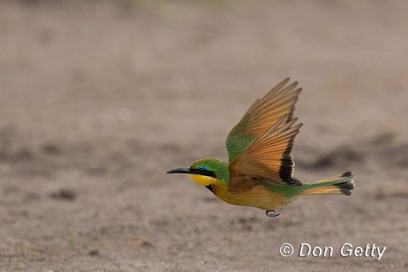 Little Bee-eater