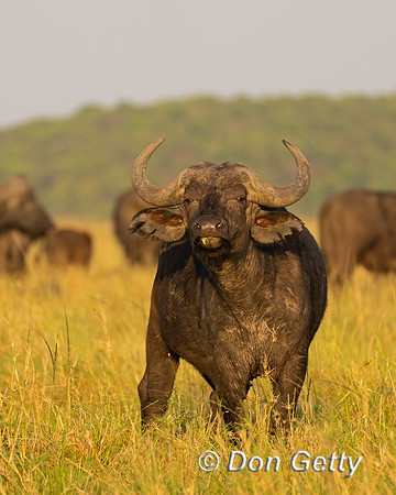 African Buffalo