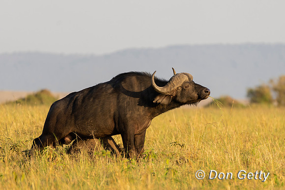 African Buffalo