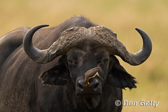 African Buffalo