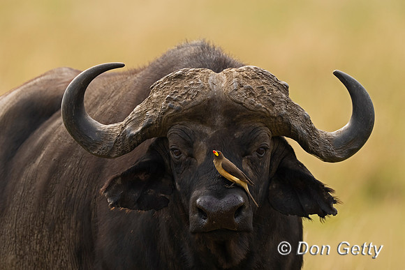 African Buffalo