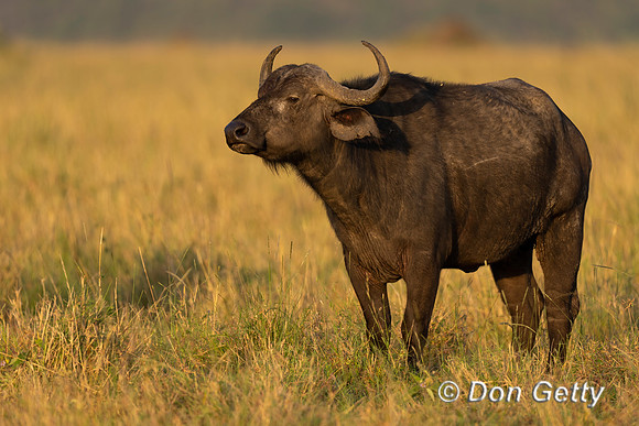 African Buffalo
