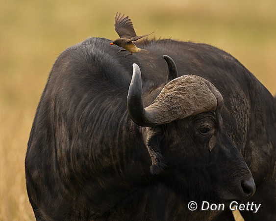 African Buffalo