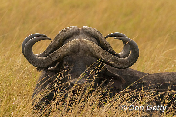 African Buffalo