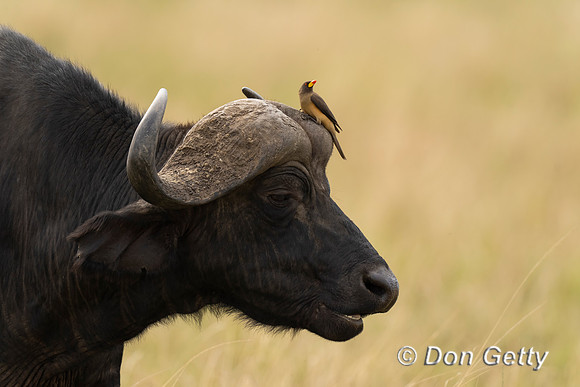 African Buffalo