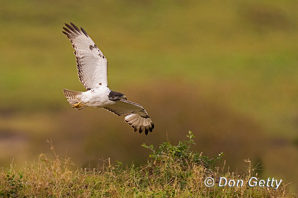 Augur Buzzard
