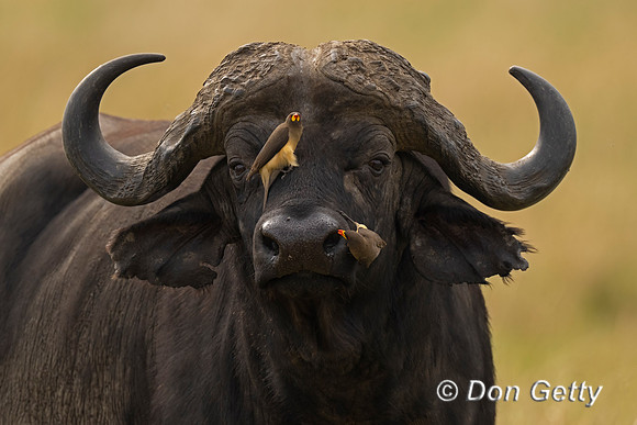 African Buffalo