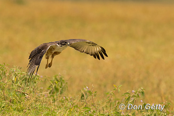 Augur Buzzard