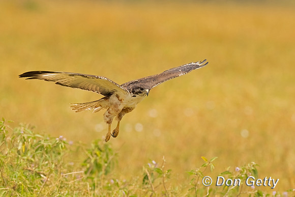 Augur Buzzard
