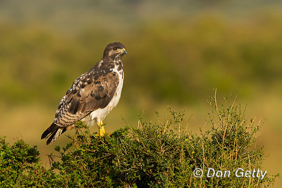 Augur Buzzard