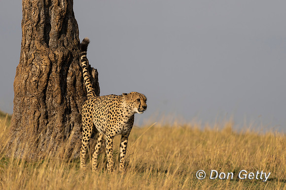 Cheetah