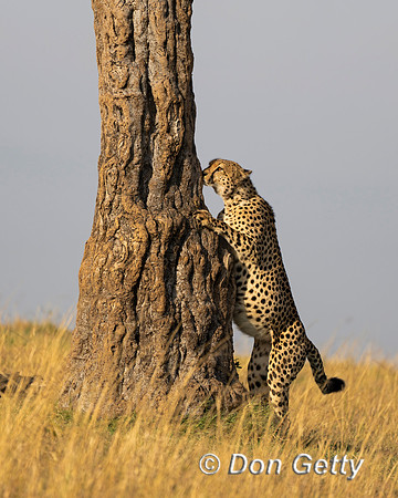 Cheetah