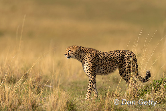 Cheetah