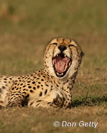 Cheetah