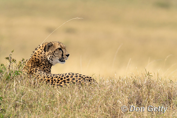 Cheetah