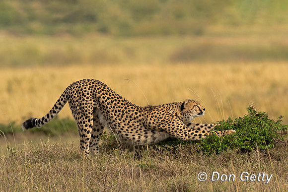 Cheetah