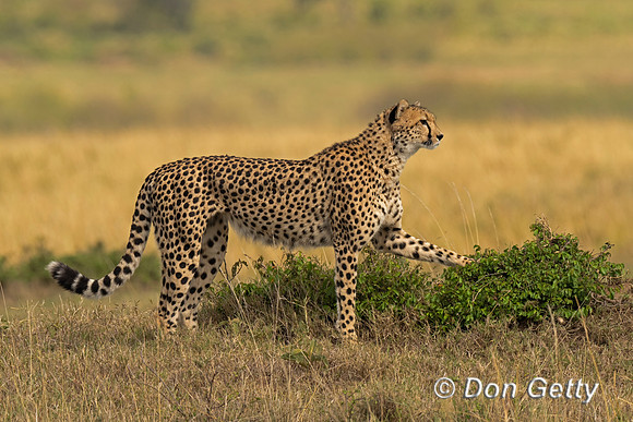 Cheetah