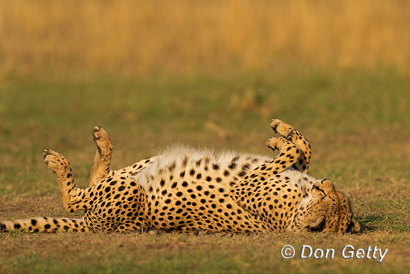 Cheetah