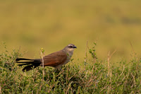 White-browed Coucal