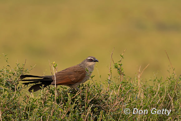 White-browed Coucal