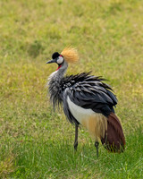 Grey Crowned Crane