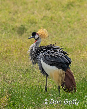 Grey Crowned Crane