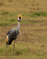 Grey Crowned Crane