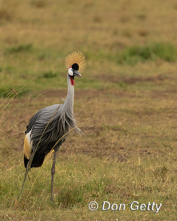 Grey Crowned Crane