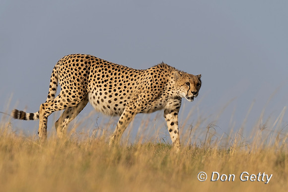 Cheetah