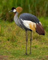 Grey Crowned Crane