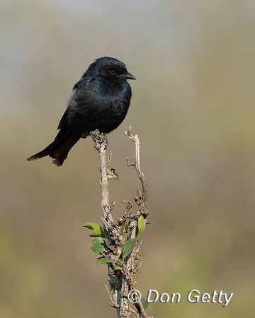 Fork-tailed Drongo