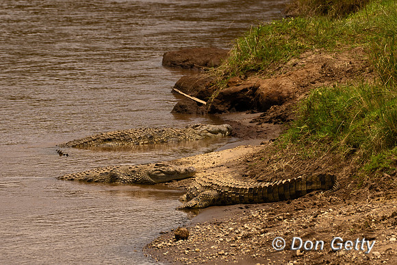 Nile Crocodile