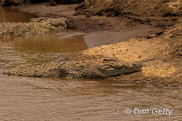 Nile Crocodile