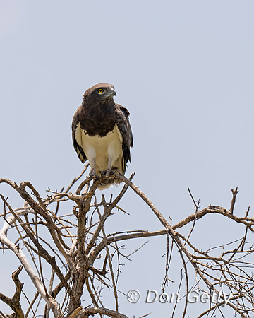 Black-chested Snake Eagle
