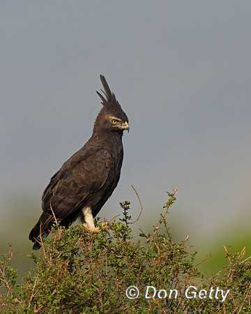 Long-crested Eagle
