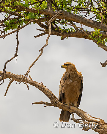 Tawny Eagle