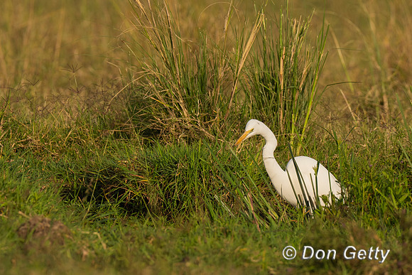 Intermediate Egret