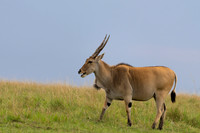 Eland