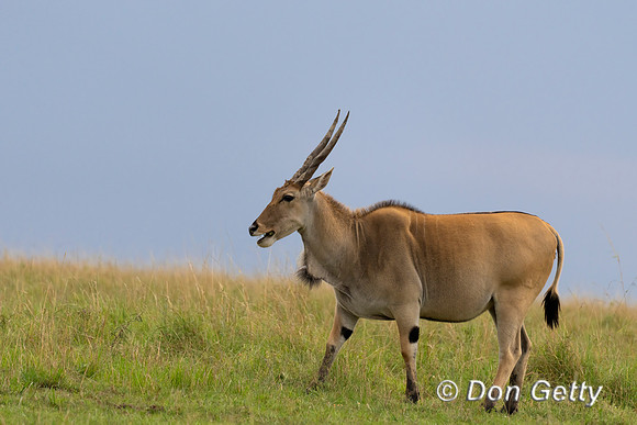 Eland