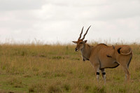 Eland