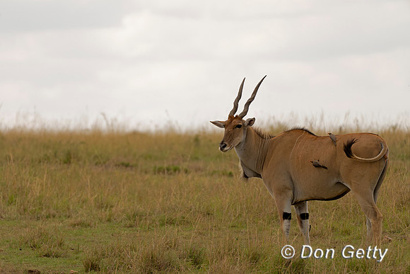 Eland